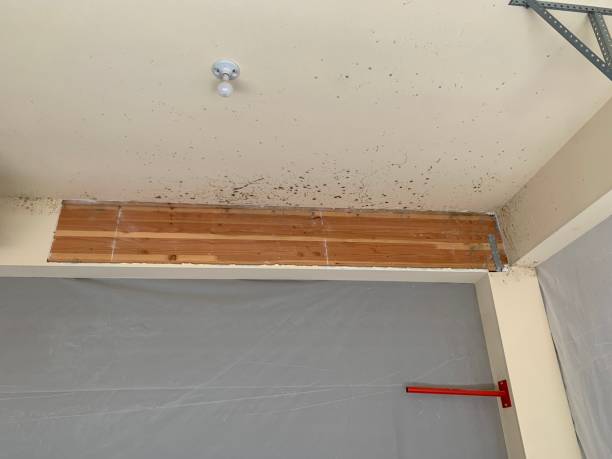 Best Basement Mold Removal  in , SD