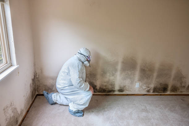 Best Mold Damage Restoration  in , SD